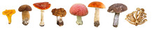 Collage Of Edible And Poisonous Mushrooms In Central Russia