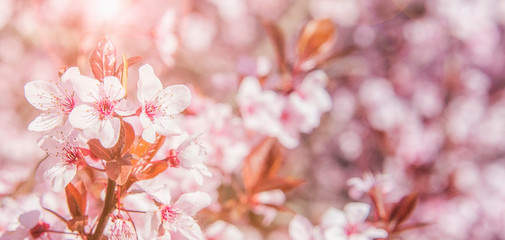  Spring flower background