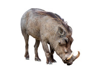 Common Warthog (Phacochoerus Africanus) With Huge Tusks Against White Background