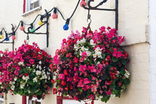 Beautiful Wax Begonia Flowers (begonia Semperflorens) In A Hanging Baskets Against Brick Wall. Begonias In Various Vibrant Colors - Pink, Red, White And Purple
