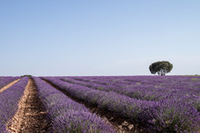 Purple Lavender Fields Landscape
