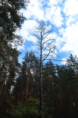 Dry pine tree on the road II