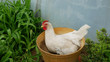 Leghorn hen white chicken sitting nest hole nide relaxes on a flowerpot resting in the mud clay, lays an egg to hatch straw hay, breed exhibition in Czech Republic, preservation genofond species,