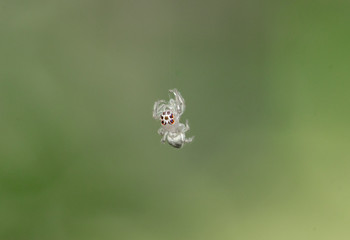 spider nature web macro