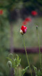 Green poppy buds.Poppy buds blossom.In the garden blossom poppies.Flower against green field in a windy day. Seed pot of opium poppy.