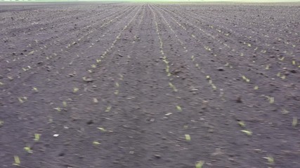 Wall Mural - Seedlings of corn 15 days after sowing. Young green corn grows on the field. Young corn plants.
