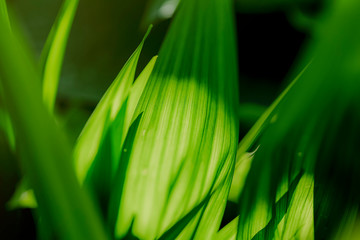 green grass background