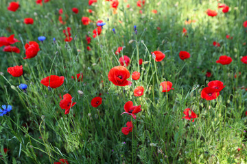 Wall Mural - View of poppy filed in summer countryside