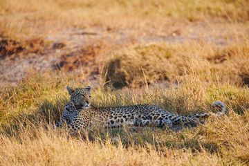 Poster - Beautiful leopard (Panthera pardus).