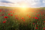 Fototapeta Kwiaty - Summer poppies at sunset