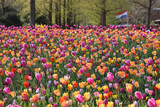 Fototapeta Tulipany - field of tulips