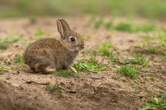 Cute wild rabbit in the natural environment, wildlife, close up, detail, Czech Republic, Europe, European rabbit, Oryctolagus cuniculus
