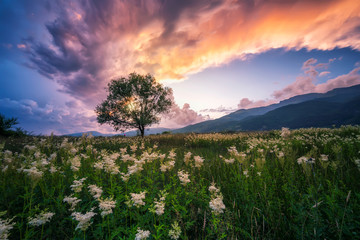 Wall Mural - amazing sunset view of a spring field with white flowers and lonely tree