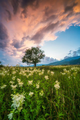 Wall Mural - amazing sunset view of a spring field with white flowers and lonely tree