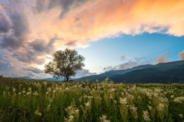 Wall Mural - amazing sunset view of a spring field with white flowers and lonely tree