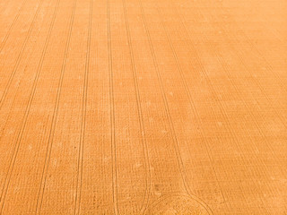 Wall Mural - Aerial view of wheat field with tractor tracks. Farm from drone view.