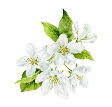 Watercolor Illustration. A Sprig Of Blooming Pear. White Flowers Isolated On A White Background.