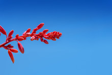 A Bloom Of The Red Yucca Drought Tolerant Plant Against A Blue Sky
