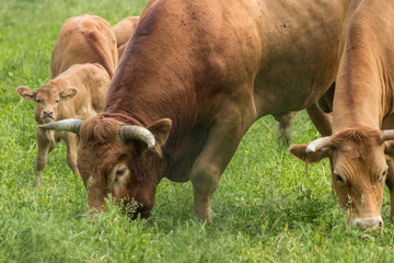 Vacas pastando en un prado