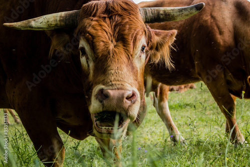 Retrato De Vaca Pastando Buy This Stock Photo And Explore Similar Images At Adobe Stock Adobe Stock