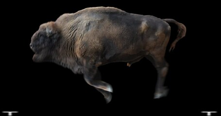 Wall Mural - European Wood Bison running realistic animation. Isolated Wisent video including alpha channel allows to add background in post-production. Element for visual effects.