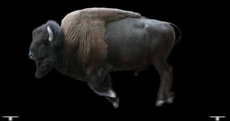 Wall Mural - American Bison running realistic animation. Isolated animal video including alpha channel allows to add background in post-production. Element for visual effects.