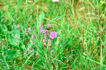 clove meadow closeup, purple meadow flower