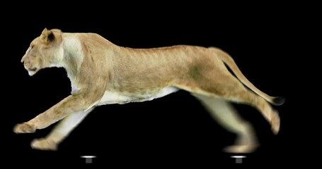 Wall Mural - Lioness running realistic animation. An isolated animal video including an alpha channel allows to add background in post-production. Element for visual effects.