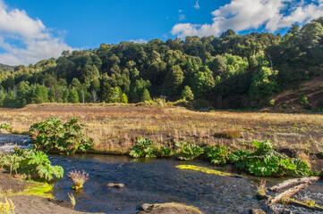 Canvas Print - Parque nacional Conguillio  Sur De Chile región de la araucanía naturaleza bosque nativo lago natural Araucaria paisaje montaña turismo