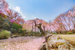 奈良県吉野　しだれ桜を望む春の風景