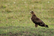 Beautiful Tawny eagle, Masai Mara