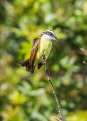 Wall Mural - great kiskadee flycatcher bird