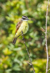 Wall Mural - great kiskadee flycatcher bird