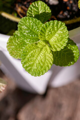 Mint leaves 