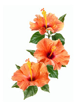 Orange Hibiscus Flowers And Buds Isolated