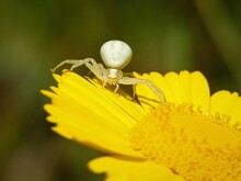 Closeup Shot Of White Goldenrod Crab Spider On Yellow Flower