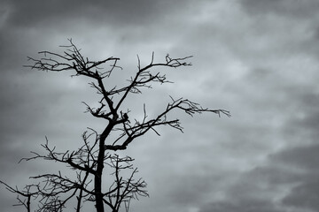 Wall Mural - Silhouette dead tree on dark dramatic sky and white clouds background for peaceful death. Despair and hopeless concept. Sad of nature. Death and sad emotion background. Dead branches unique pattern.