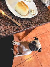 Portrait Of A Cute Pug Dog Pet Standing Leaning On His Master's Legs Under The Table With Bread Waiting For Food