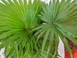 Sabal minor, commonly known as the dwarf palmetto, is a small species of palm. Saw palmetto extract is an extract of the fruit of the saw palmetto.