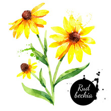 Hand Drawn Watercolor Rudbeckia Illustration. Black Eyed Susan Flower. Vector Painted Sketch Botanical Herbs Isolated On White Background