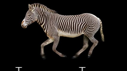 Wall Mural - Zebra running realistic animation. Isolated animal video including alpha channel allows to add background in post-production. Element for visual effects.