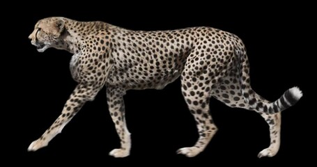 Wall Mural - Cheetah walking realistic animation. Isolated animal video including alpha channel allows to add background in post-production. Element for visual effects.