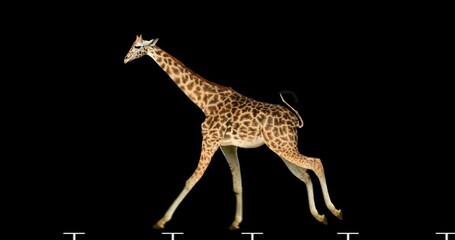 Wall Mural - Giraffe running is realistic animation. Isolated animal video including alpha channel allows to add background in post-production. Element for visual effects.