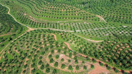 Wall Mural - Palm oil monoculture plantations. Farmer drives through his fields. Aerial drone footage 