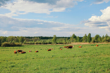 Wall Mural - A cow and a calf graze on a green pasture in summer