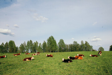 Wall Mural - A cow and a calf graze on a green pasture in summer