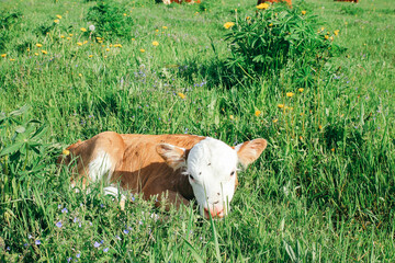 Wall Mural - Calf in meadow