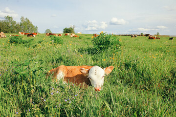 Calf in meadow