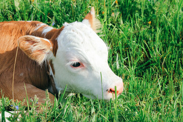 Wall Mural - Calf in meadow