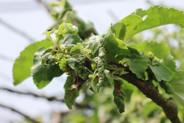 Wall Mural - Green aphids infestation on green apple leaves in the orchard on springtime